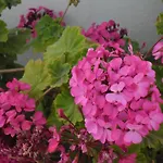 아파트 Paros *