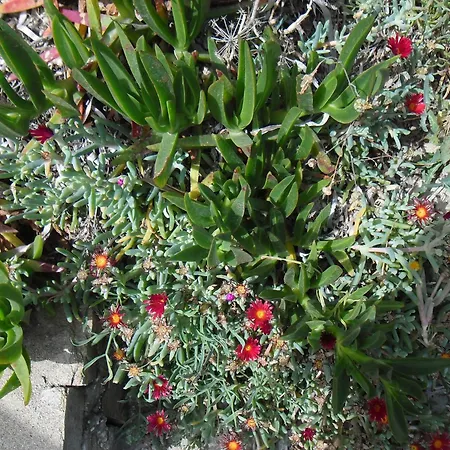 Dora Parikia (Paros)